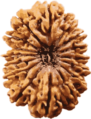 Rudraksh Pendant With Chain, Buy Traditional Mens Jewelry, - Rudraksha (305x400), Png Download