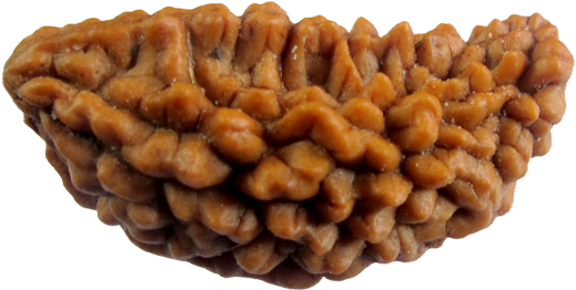 Natural Eka 1 Mukhi Rudraksha Sinks In Water With Lab - Ek Mukhi Rudraksha (600x375), Png Download