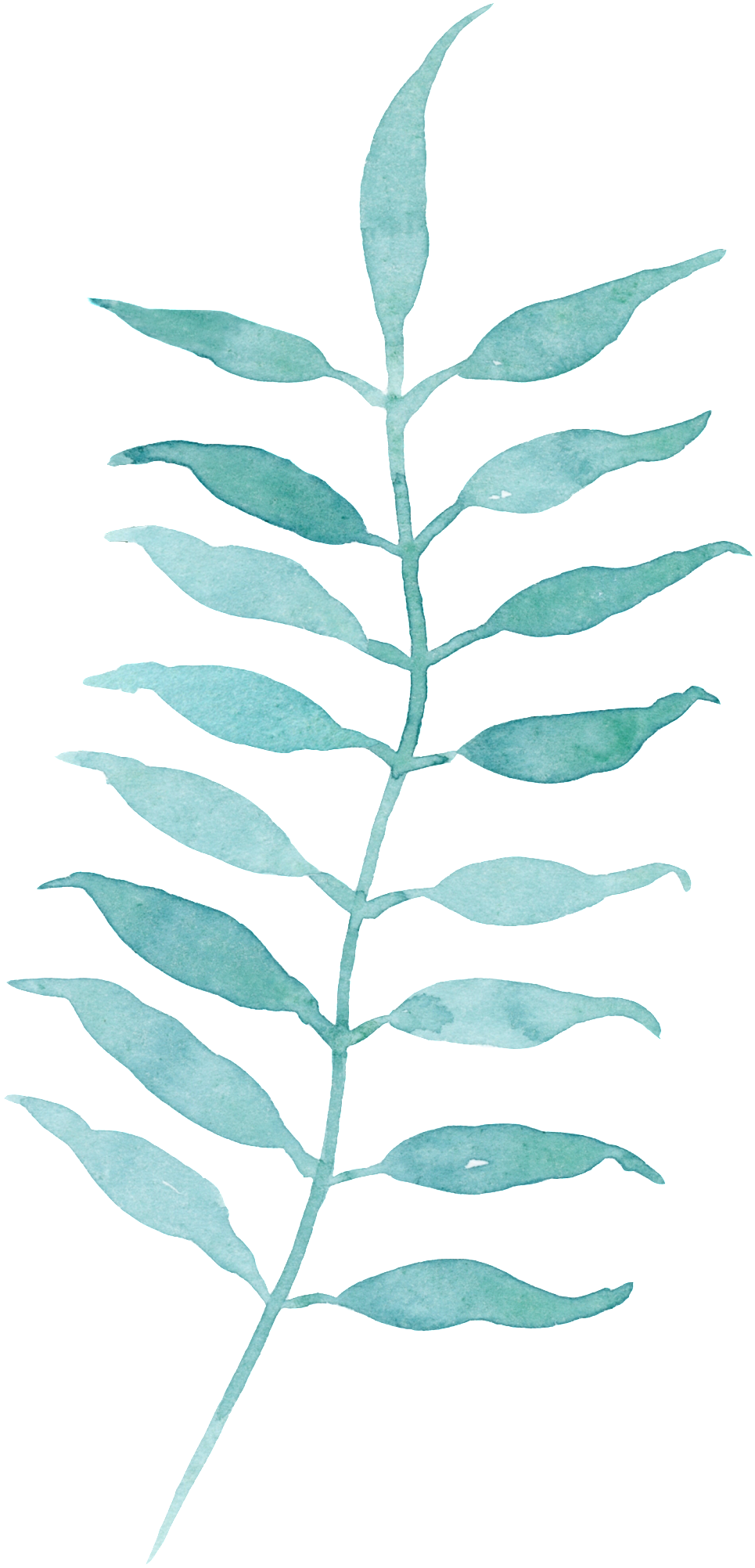 Corresponding Growing Leaves Cartoon Transparent - Watercolor Painting (1024x2086), Png Download