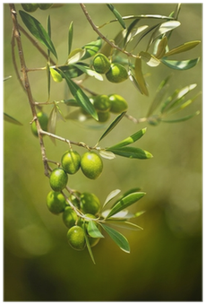 Olive (400x400), Png Download