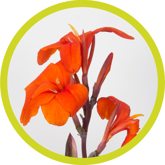 Png Library Psx Consultancy Giving Small Pleasure To - Lily (574x573), Png Download