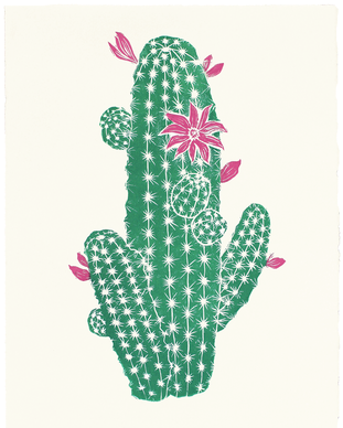 Echinocereus Ortegae - Prickly Pear (500x500), Png Download