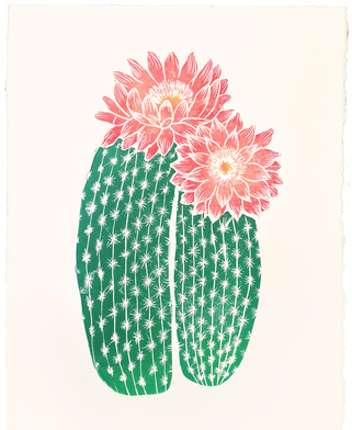 Echinocereus Chisoensis - Gerbera (500x500), Png Download