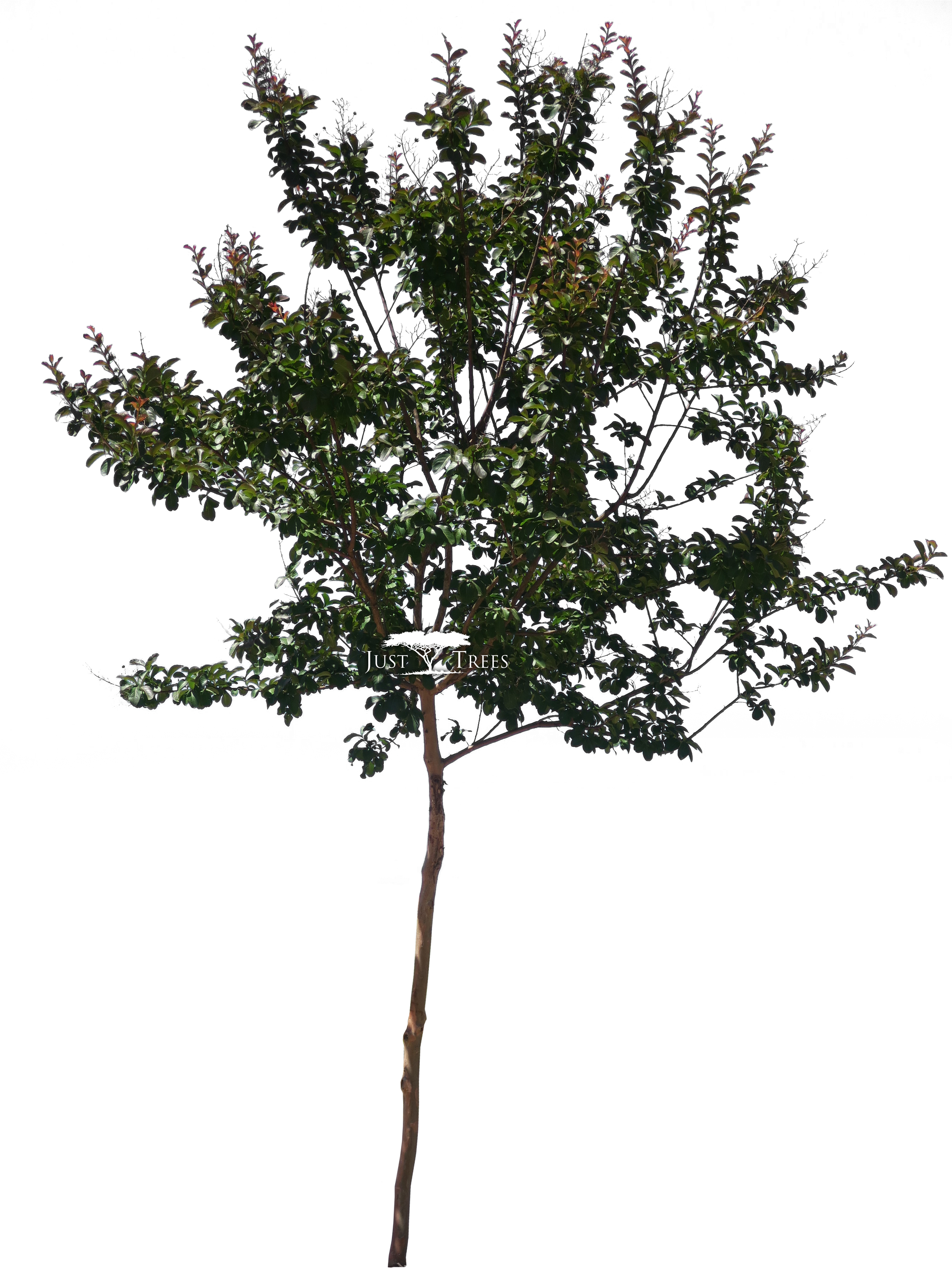 Lagerstroemia Indica - Pond Pine (2690x3682), Png Download