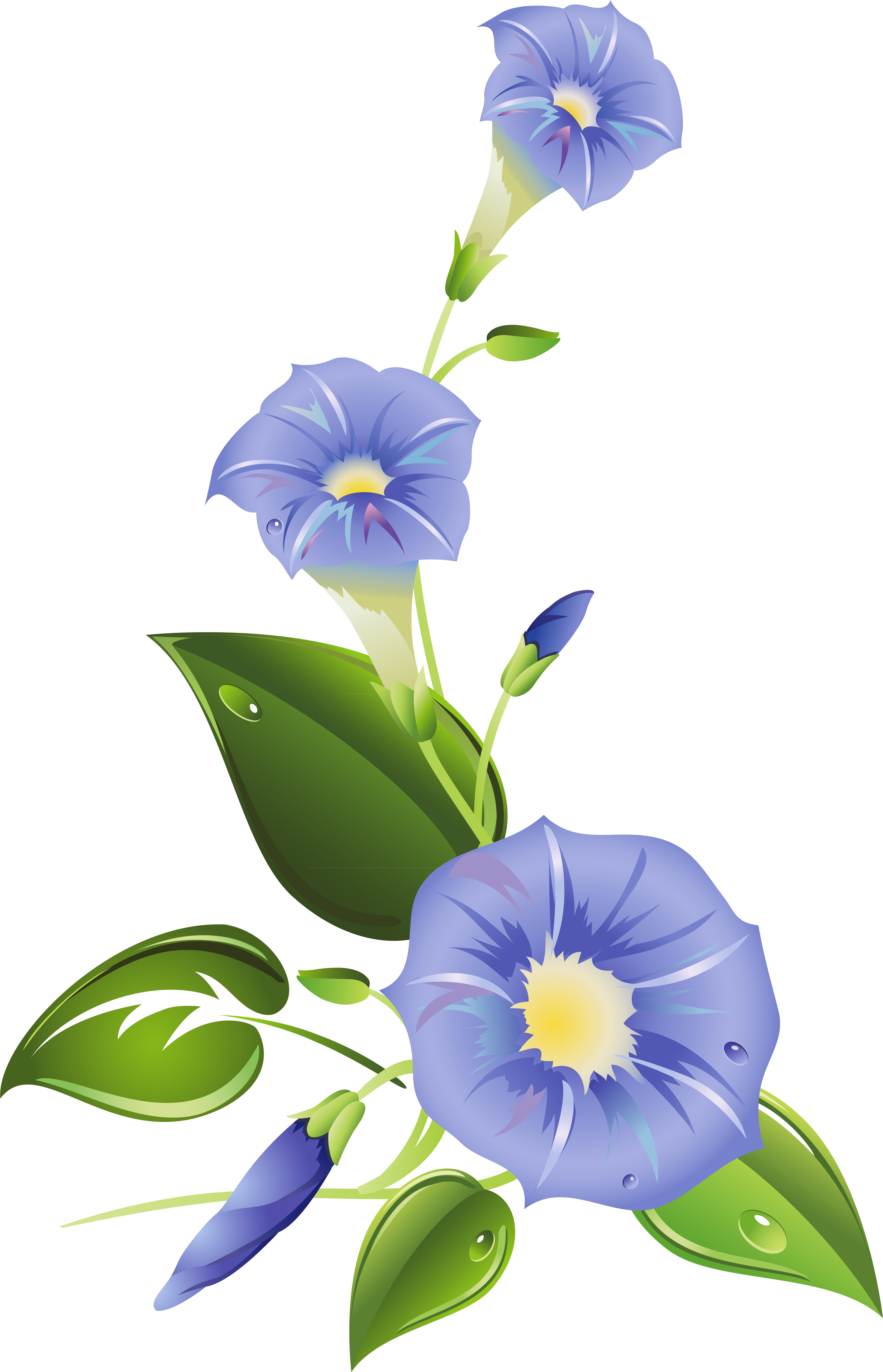 Ipomoea Purpurea Morning Glory Ipomoea Indica Ipomoea - Morning Glory Flower Clipart (5390x8265), Png Download