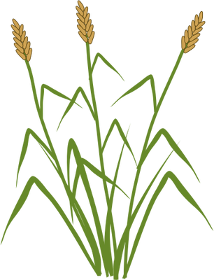 Ian Symbol Typha Spp - Typha Sp (306x400), Png Download