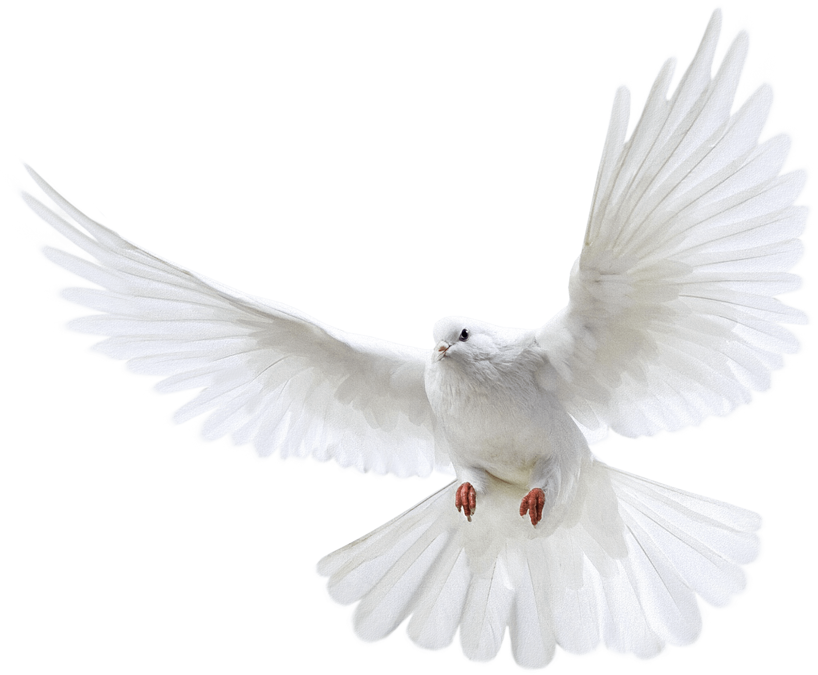 Pigeon Png Images Free Pictures - Pigeon Png (3000x3000), Png Download