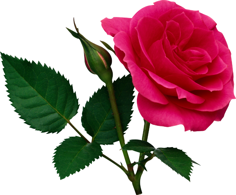 Momma Ginger Told Me One Time "cut Th - Rose Flower Png File (800x663), Png Download
