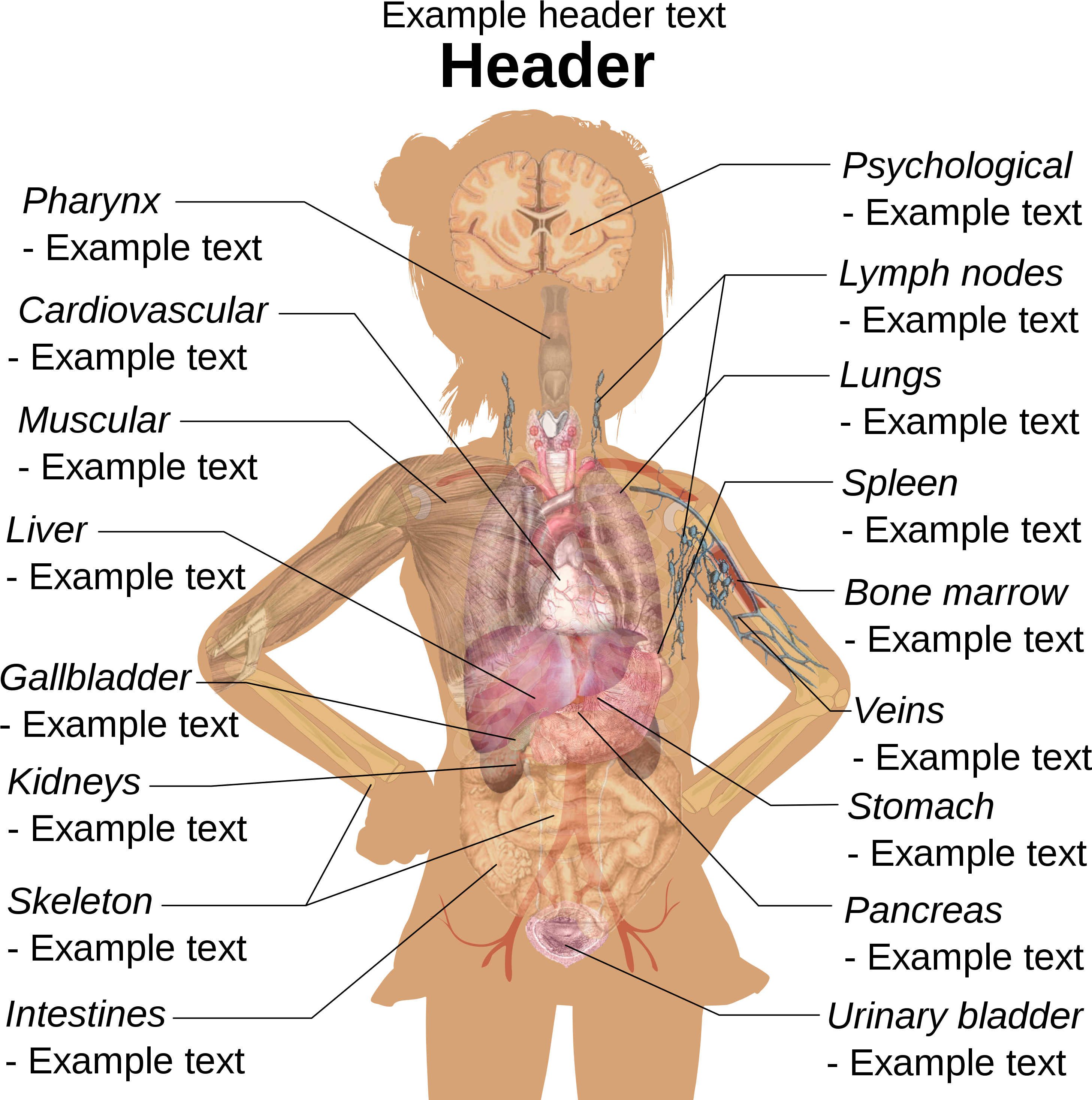 Download Girl Diagram Template Women S Body Parts Diagram Full Size Png Image Pngkit