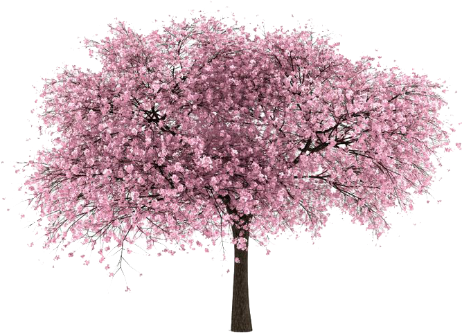 Cherry Tree - Cherry Blossom Tree Png (736x565), Png Download