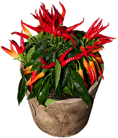 Chili, Sharp, Red, Chilli Pepper, Pepper, Pods, Flame - Chili Pepper (480x720), Png Download