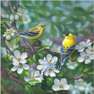Signs Of Spring American Goldfinch - Bradley Jackson Paintings (400x400), Png Download