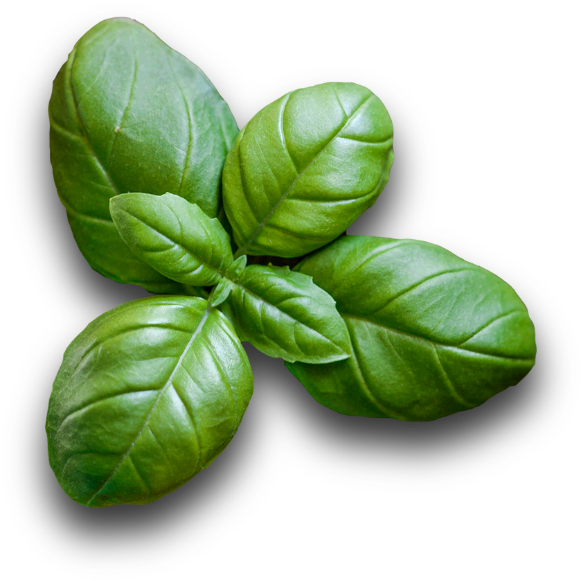 Vegetables - Basil (1002x978), Png Download