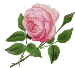 English Rose - English Rose Png (577x446), Png Download