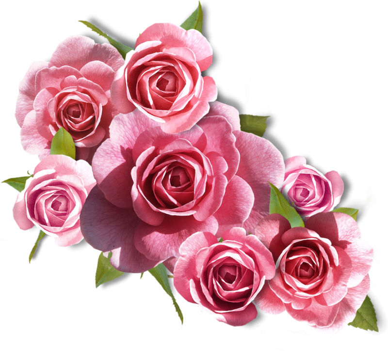 Bienvenue Dans Mon Jardin Secret Wedding Rose Flower - Rosa Cor De Rosa Png (800x723), Png Download