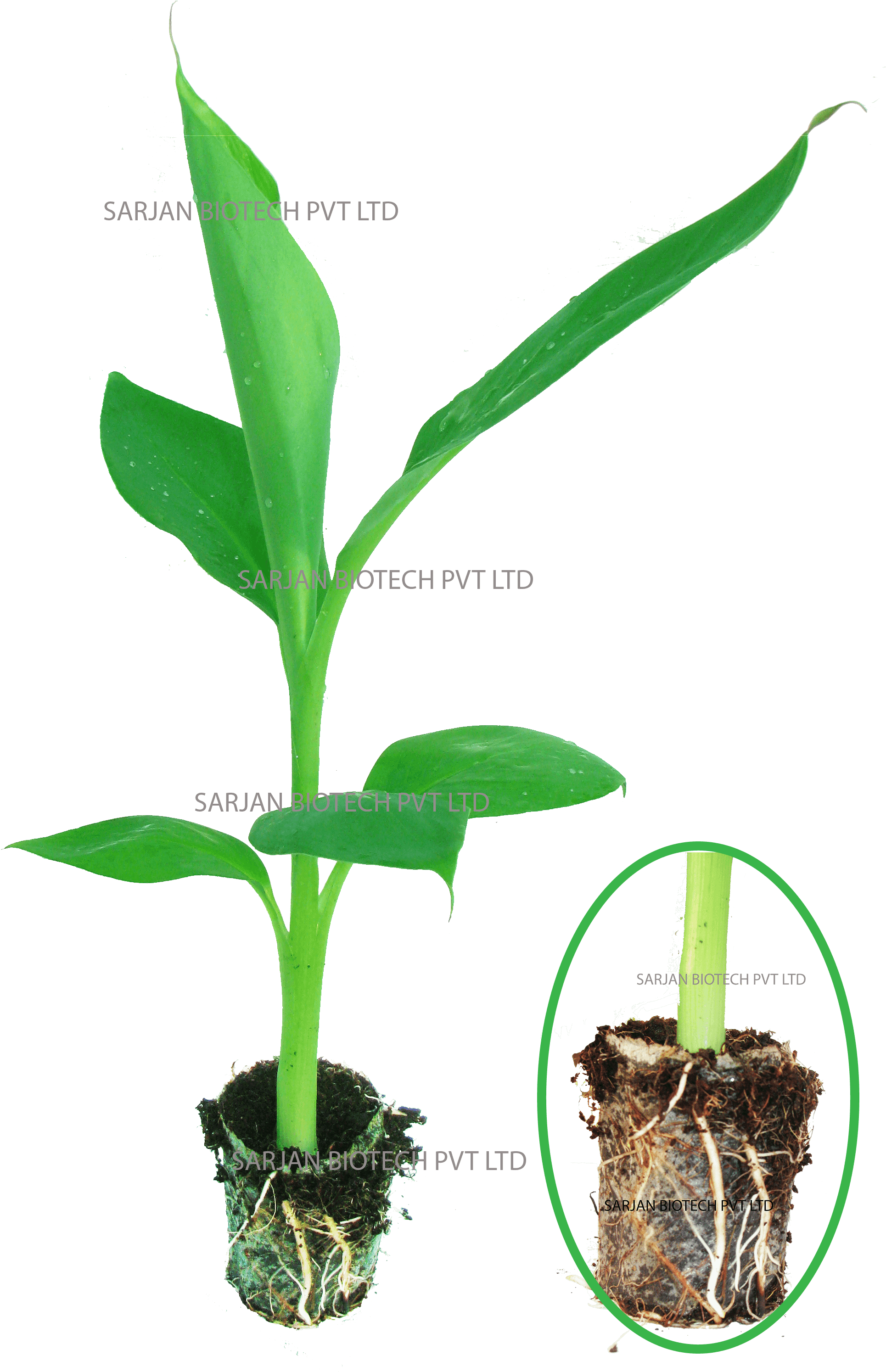 Having Ultra-modern Plant Tissue Culture Laboratory - Tissue Culture Png (2268x3073), Png Download