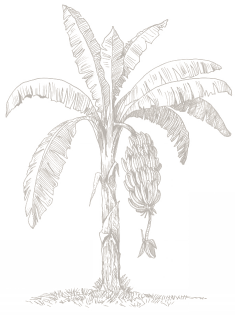 Attalea Speciosa (470x630), Png Download