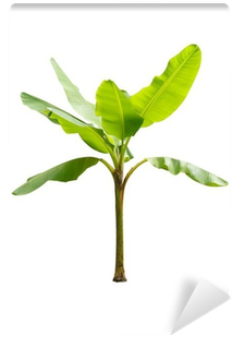 Single Banana Tree Png For Kids - Young Banana Tree (400x400), Png Download