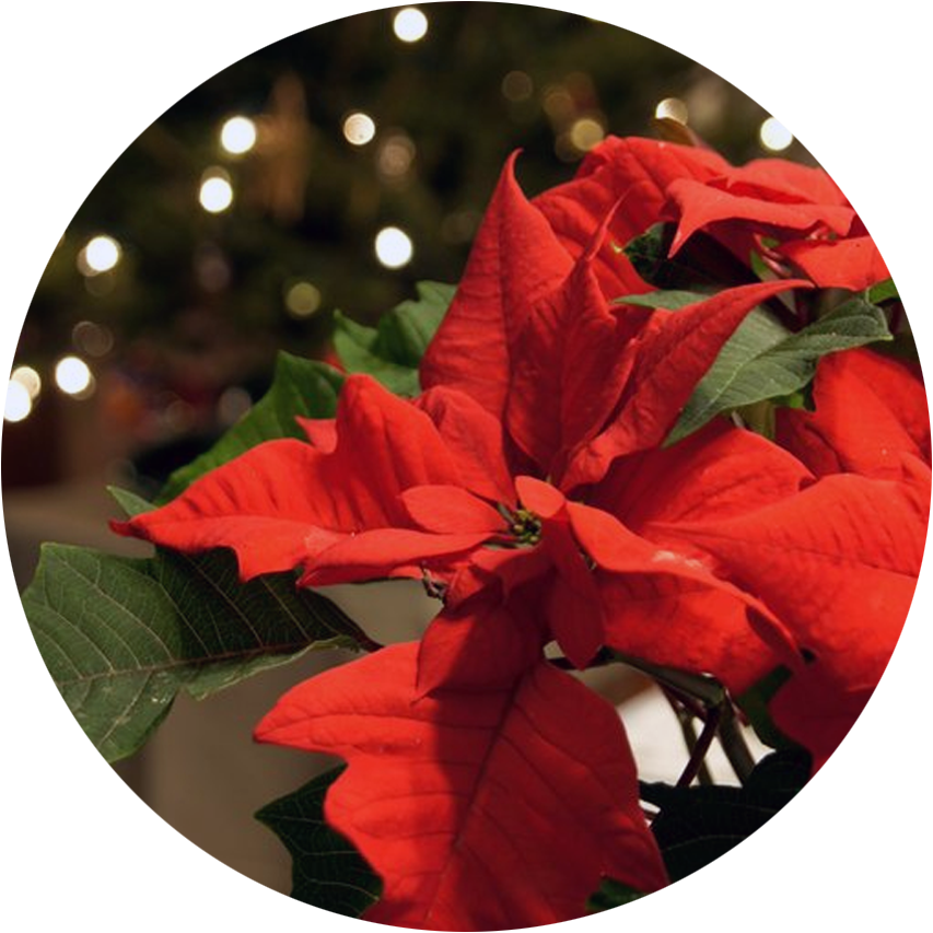 Seasonal Floral Arrangements - Poinsettia (853x853), Png Download