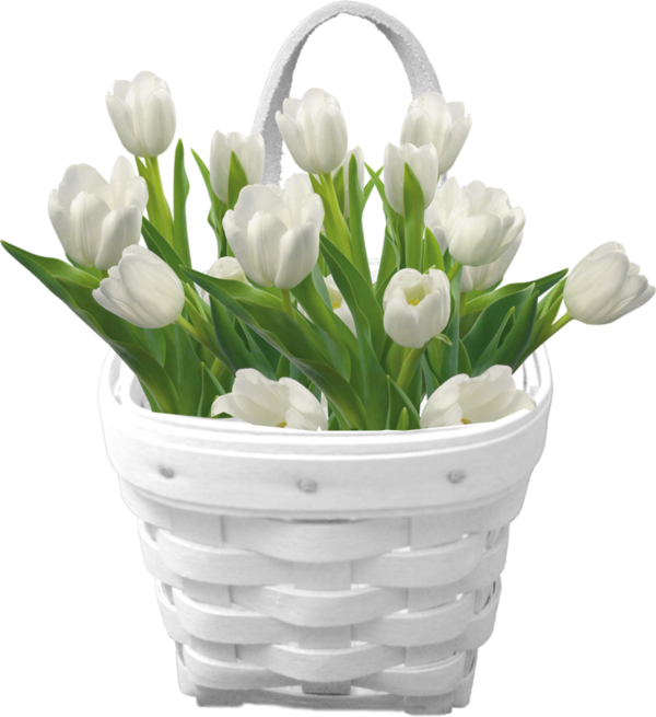 Florist In Gisborne Nz - Bouquet White Tulips Png (600x655), Png Download
