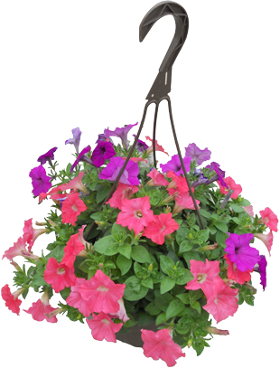 Petunia Hanging Basket - Petunia In Pot Png (310x407), Png Download