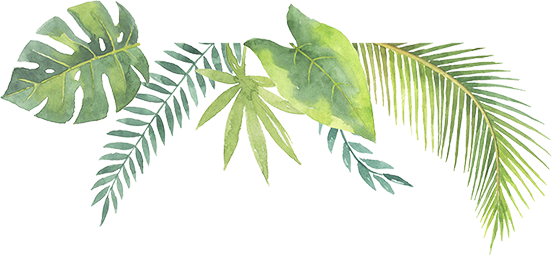 Tropic11 - Pearl (552x255), Png Download
