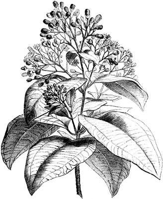 Sprinkle A Little Cinnamon Instead Of Sugar Into Canned - Ajenjo Planta Medicinal Para Colorear (341x400), Png Download