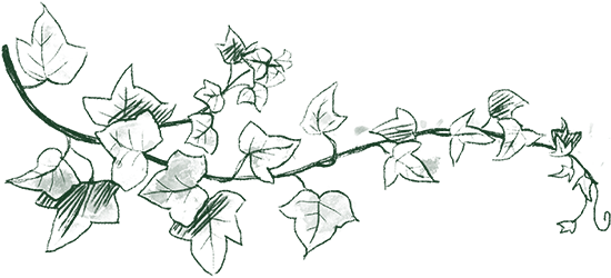 Croquis Branche Feuilles Lierre Crayon Encre Vert - Sketch (549x300), Png Download