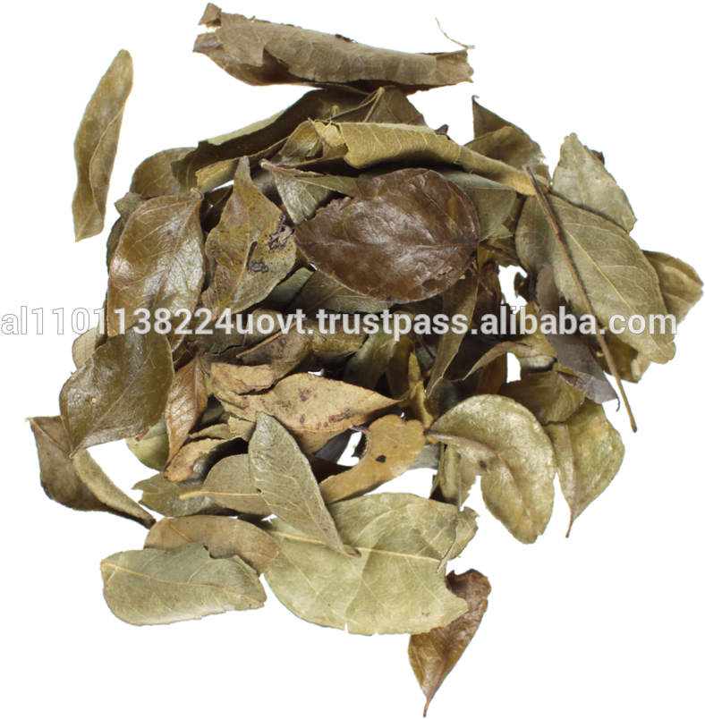 Organic Curry Leaves, Organic Curry Leaves Suppliers - Organic Curry Leaves (1000x1000), Png Download