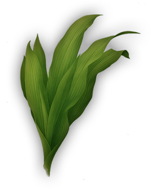 Report Abuse - Grass (640x440), Png Download