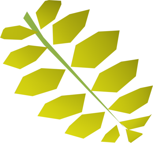 Curry Leaf - Th - - - Curry Tree (500x470), Png Download