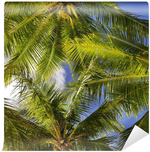 Tropical Background Of Coconut Palm Leaves Wall Mural - Stock Photography (400x400), Png Download