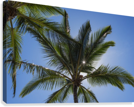 Coconut Palms Backlit By The Sunlight In A Blue Sky - Coconut Palms Backlit By The Sunlight Ted States Of (429x344), Png Download