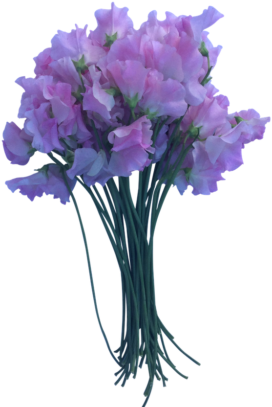 Pink Sweet Peas - Bouquet (600x881), Png Download