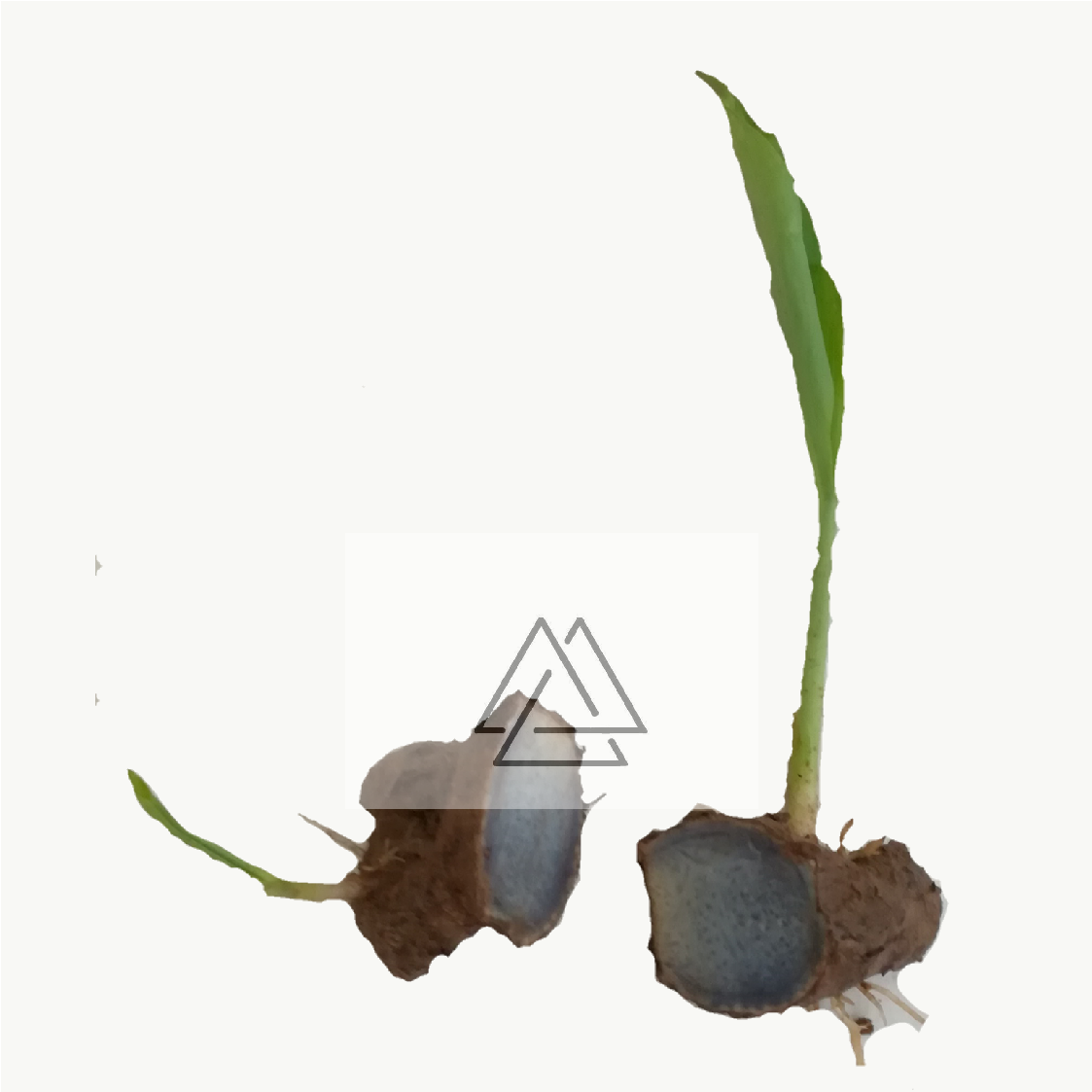 Black Turmeric Plant - Illustration (2100x2100), Png Download