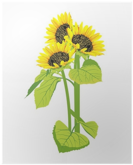 Beautiful Sunflowers Bouquet Isolated On White Background - Common Sunflower (400x400), Png Download