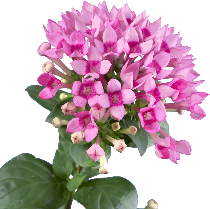 Bouquet (750x750), Png Download