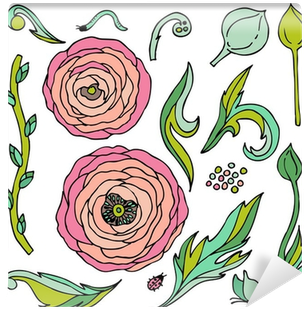 Ranunculus-rose Flowers Vector Set Wall Mural • Pixers® - Vector Graphics (400x400), Png Download