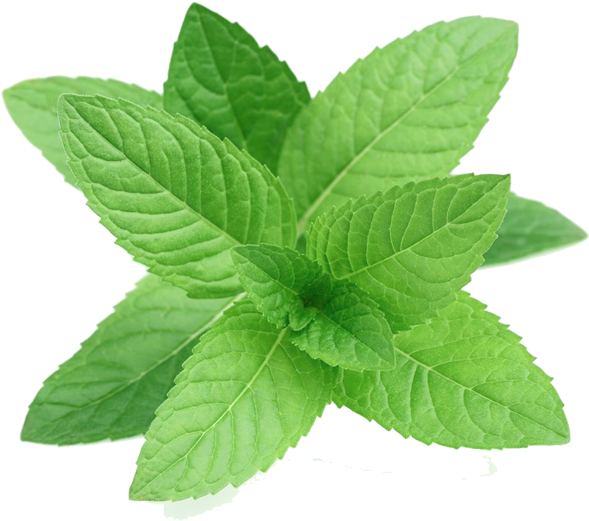 More Views - Perennial Herb Mint Seeds (600x600), Png Download