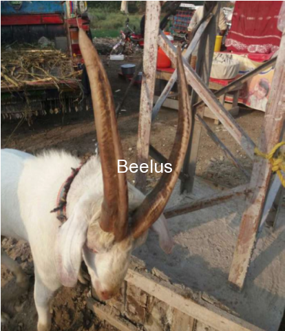 download qurbani ka bakra livestock full size png image pngkit download qurbani ka bakra livestock