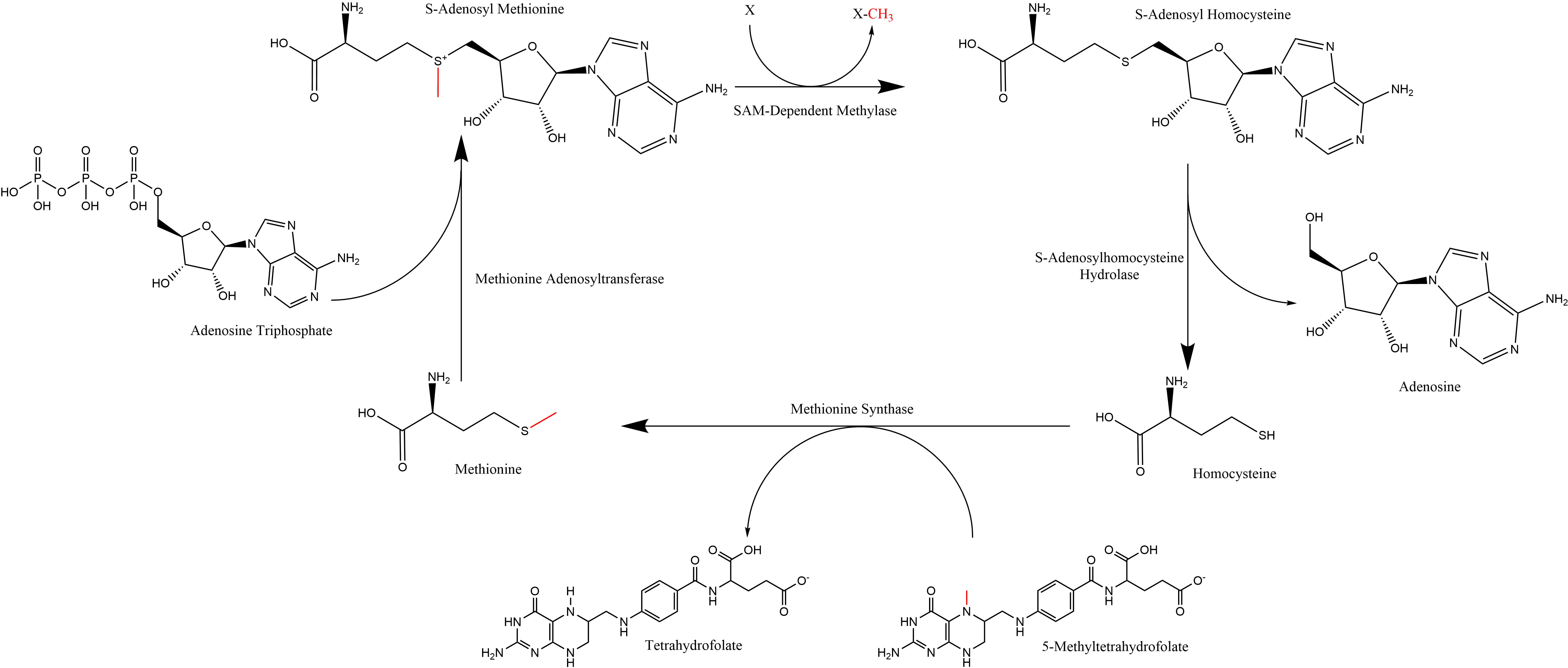 Summary Of S-adenosyl Methionine Regeneration Cycle - Anxiety (5426x2318), Png Download
