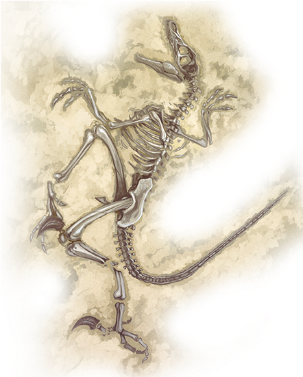 Here's Lots Of Screencaps From The Official Website - Fossil Png (493x600), Png Download