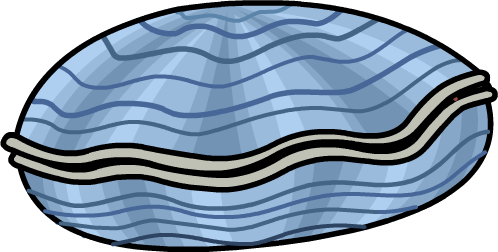 Clam - Png - Clam Png (498x252), Png Download