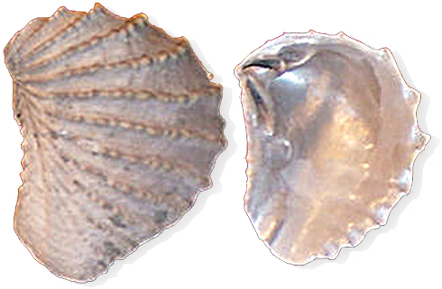 State Fossil - Tennessee State Fossil (500x348), Png Download