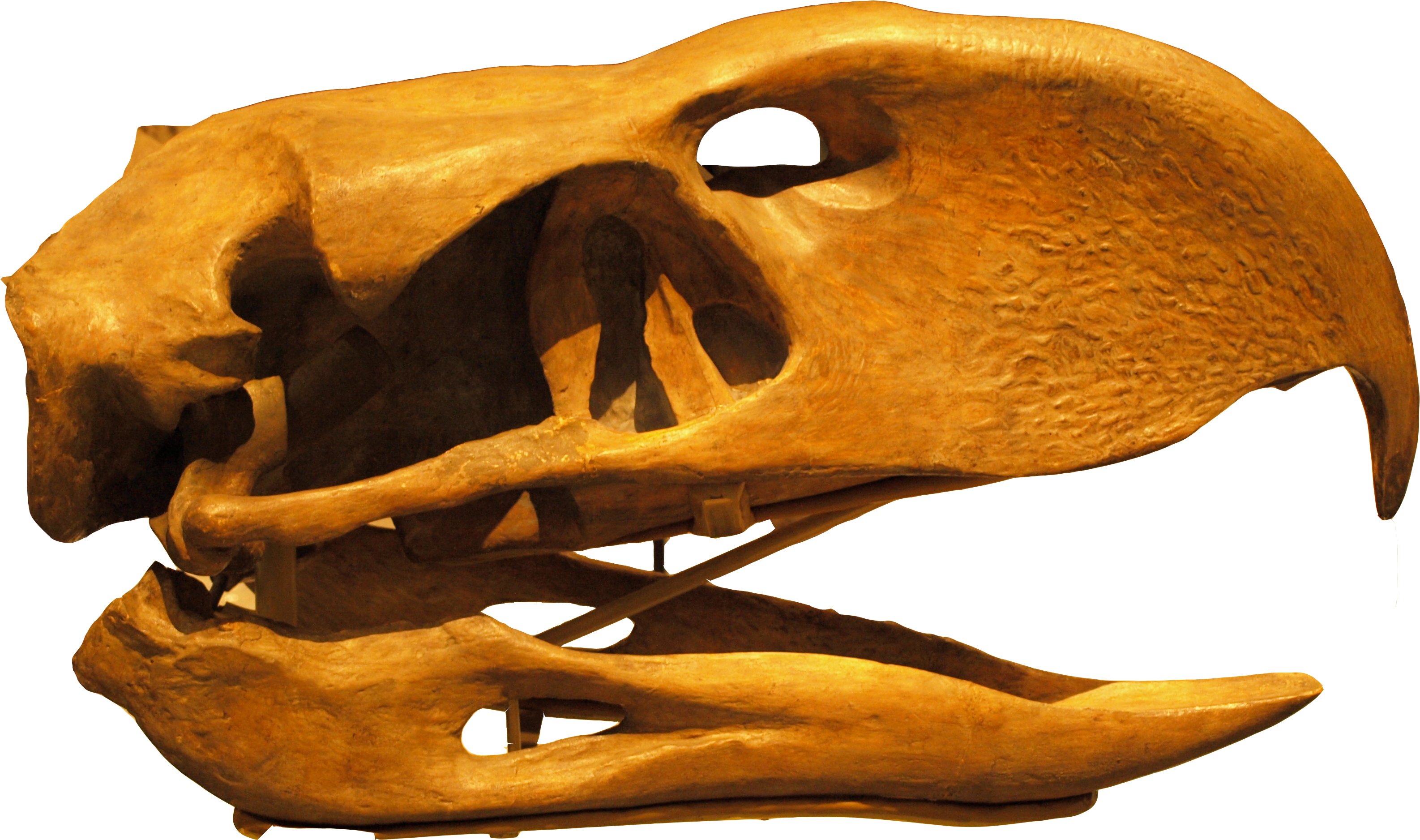 Phorusrhacoslongissimus Skull Backgroundknockedout - Aves Do Terror (800x471), Png Download