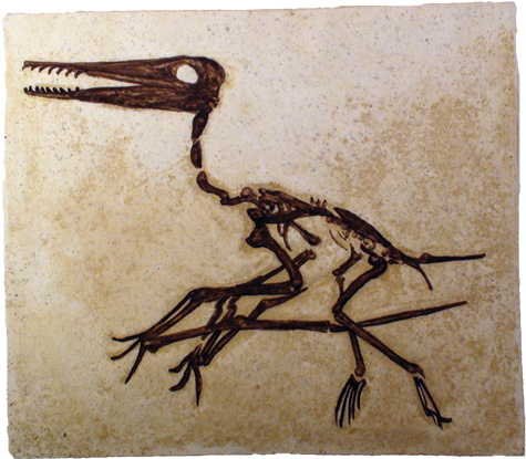 Pterosaur Fossil - Fossil Of Pterosaurs (500x500), Png Download