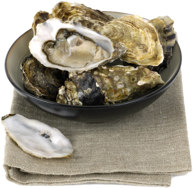 Oyster Bowl Shell Transprent - Clam (800x690), Png Download