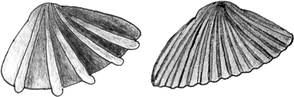 Clams 01 - Sketch (631x259), Png Download