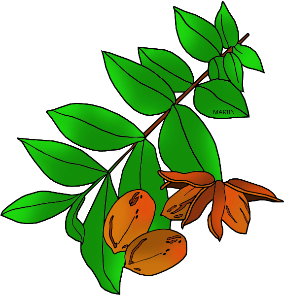 Free United States Clip Art By Phillip Martin, Texas - Pecan Tree Clip Art (648x631), Png Download