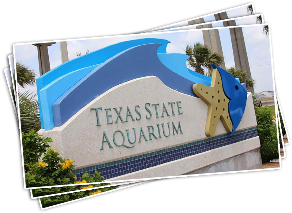 Texas State Aquarium - Texas State Aquarium Corpus Christi (976x715), Png Download